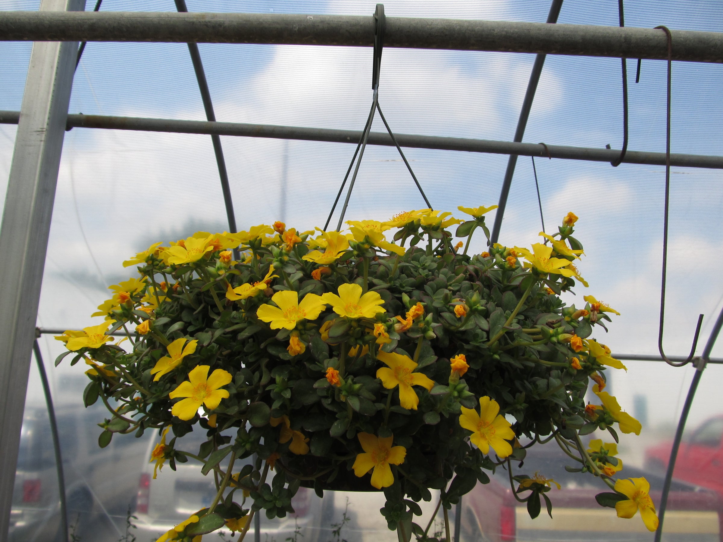 Purslane Hanging Basket